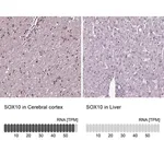 Merck Anti-SOX10 antibody produced in rabbit