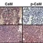 Merck Anti-PTPRZ1 antibody produced in rabbit