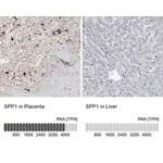 Merck Anti-SPP1 antibody produced in rabbit