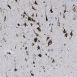 Merck Anti-PLD3 antibody produced in rabbit