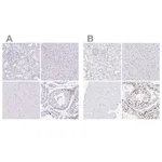 Merck Anti-CXorf67 antibody produced in rabbit