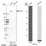 Merck Anti-RNF213 antibody produced in rabbit