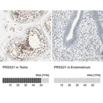 Merck Anti-PRSS21 antibody produced in rabbit
