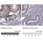 Merck Anti-MAGEA4 antibody produced in rabbit