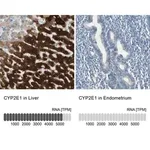 Merck Anti-CYP2E1 antibody produced in rabbit
