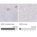 Merck Anti-GPR17 antibody produced in rabbit