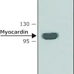 Merck Anti-Myocardin antibody produced in rabbit