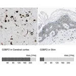Merck Anti-G3BP2 antibody produced in rabbit