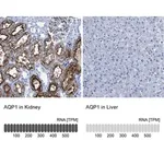 Merck Anti-AQP1 antibody produced in rabbit