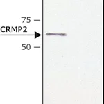 Merck Anti-CRMP2 antibody produced in rabbit