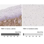 Merck Anti-FBN1 antibody produced in rabbit