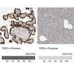 Merck Anti-TFRC antibody produced in rabbit