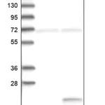 Merck Anti-ISG15 antibody produced in rabbit