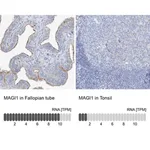 Merck Anti-MAGI1 antibody produced in rabbit