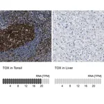 Merck Anti-TOX antibody produced in rabbit