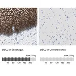 Merck Anti-DSC2 antibody produced in rabbit