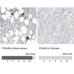 Merck Anti-ITGA2B antibody produced in rabbit