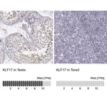 Merck Anti-KLF17 antibody produced in rabbit