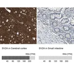 Merck Anti-SV2A antibody produced in rabbit