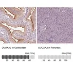 Merck Anti-DUOXA2 antibody produced in rabbit