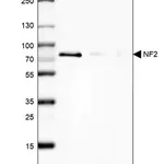 Merck Anti-NF2 antibody produced in rabbit