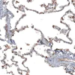 Merck Anti-APOBEC3A antibody produced in rabbit