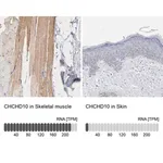 Merck Anti-CHCHD10 antibody produced in rabbit