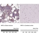 Merck Anti-MPO antibody produced in rabbit