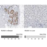 Merck Anti-RUNX1 antibody produced in rabbit
