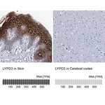 Merck Anti-LYPD3 antibody produced in rabbit