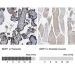 Merck Anti-BMP1 antibody produced in rabbit