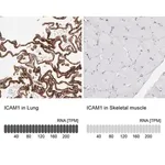 Merck Anti-ICAM1 antibody produced in rabbit