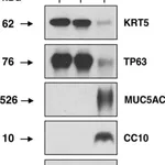 Merck Anti-DNAI1 antibody produced in rabbit