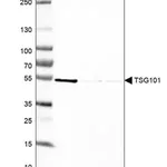 Merck Anti-TSG101 antibody produced in rabbit