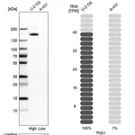 Merck Anti-TNS1 antibody produced in rabbit