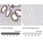 Merck Anti-SLC1A5 antibody produced in rabbit