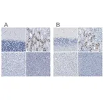 Merck Anti-SLC12A1 antibody produced in rabbit