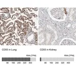 Merck Anti-CD55 antibody produced in rabbit