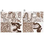Merck Anti-GALT antibody produced in rabbit