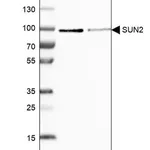 Merck ANTI-SUN2 antibody produced in rabbit