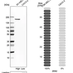 Merck Anti-ZEB2 antibody produced in rabbit