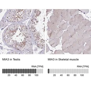 Merck Anti-MIA3 antibody produced in rabbit