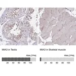 Merck Anti-MIA3 antibody produced in rabbit