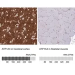 Merck Anti-ATP1A3 antibody produced in rabbit
