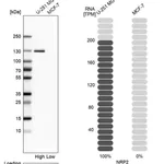 Merck Anti-NRP2 antibody produced in rabbit