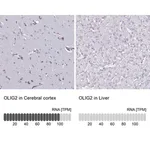 Merck Anti-OLIG2 antibody produced in rabbit