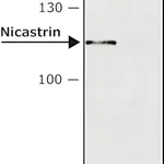 Merck Anti-Nicastrin antibody produced in rabbit