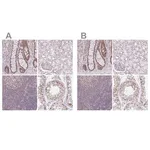Merck Anti-PTPN2 antibody produced in rabbit