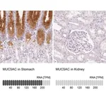 Merck Anti-MUC5AC antibody produced in rabbit