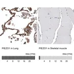 Merck Anti-PIEZO1 antibody produced in rabbit